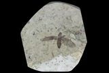 Fossil March Fly (Plecia) - Green River Formation #95847-1